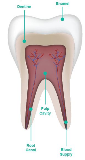 How Long Does it Take to Recover From a Root Canal? Complete Guide